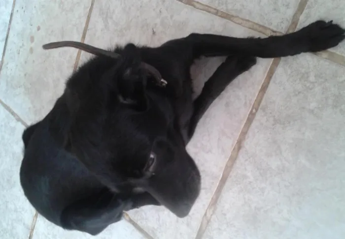 Cachorro ra a srd idade 7 a 11 meses nome Sofia
