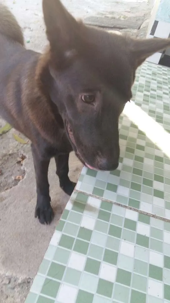 Cachorro ra a Chow chow  misturado com  labrador  idade 7 a 11 meses nome Apolo