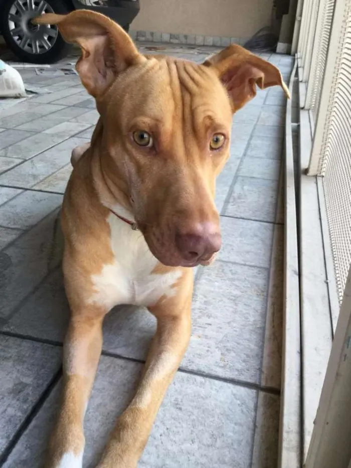 Cachorro ra a Pit-Bull idade 2 anos nome Beto