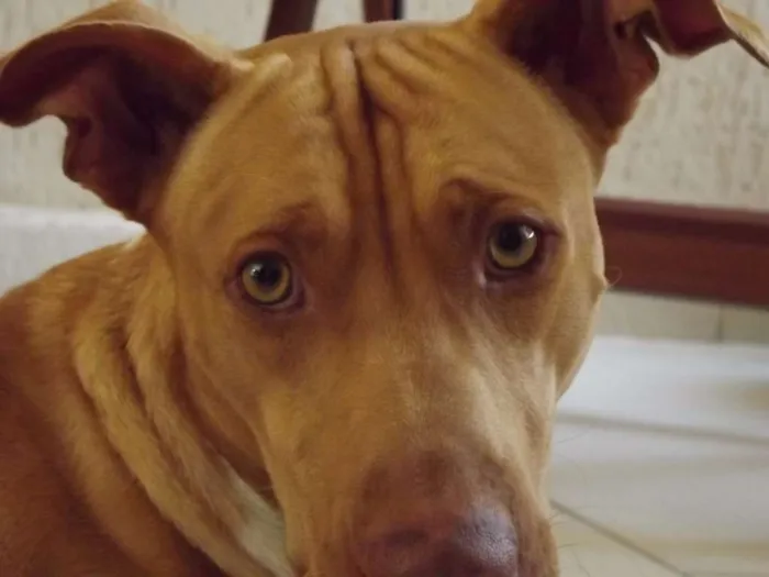 Cachorro ra a Pit-Bull idade 2 anos nome Beto