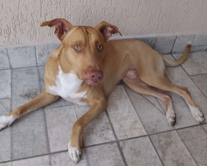 Cachorro ra a Pit-Bull idade 2 anos nome Beto