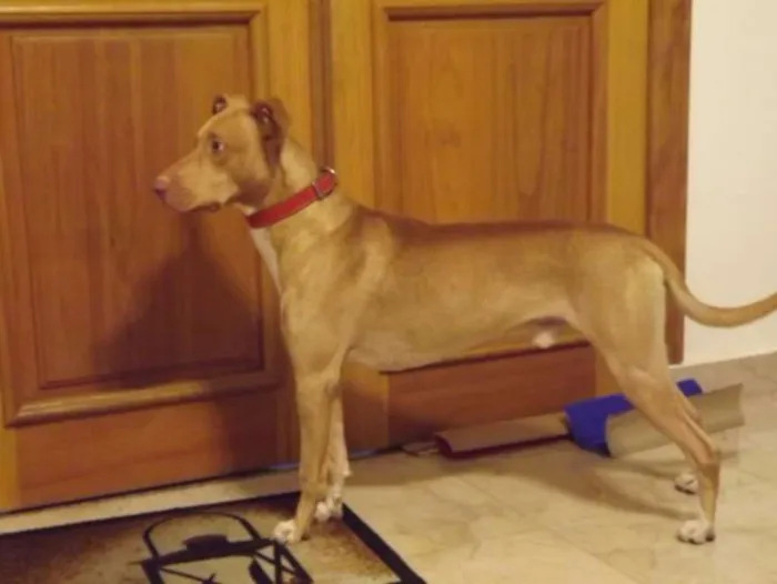 Cachorro ra a Pit-Bull idade 2 anos nome Beto