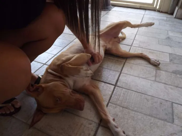 Cachorro ra a Pit-Bull idade 2 anos nome Beto