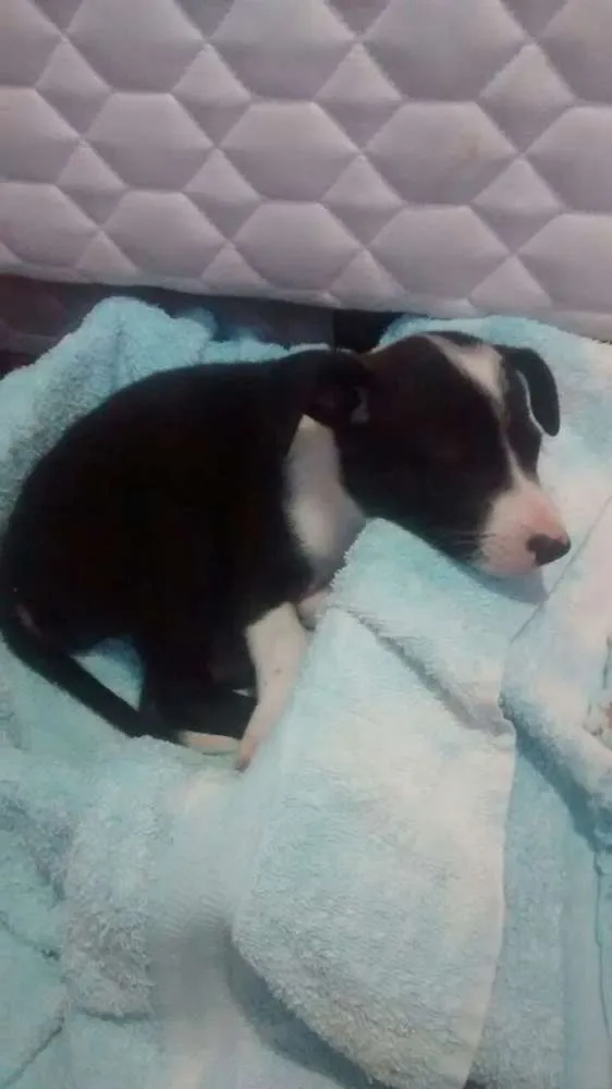 Cachorro raça SRD idade Abaixo de 2 meses nome Á seu critério