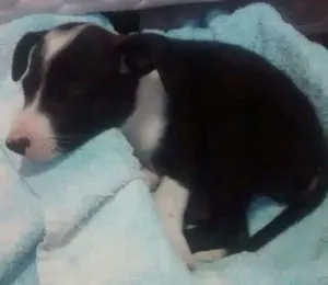 Cachorro raça SRD idade Abaixo de 2 meses nome Á seu critério
