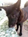 Apolo