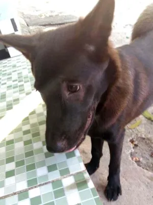 Cachorro raça Chow chow  misturado com  labrador  idade 7 a 11 meses nome Apolo