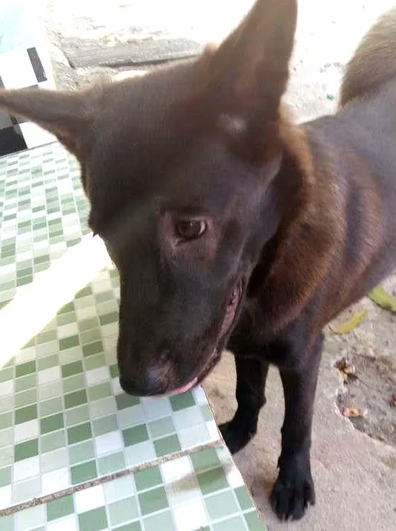 Cachorro ra a Chow chow  misturado com  labrador  idade 7 a 11 meses nome Apolo