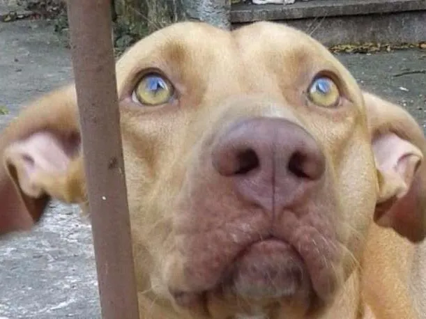 Cachorro ra a Pit-Bull idade 2 anos nome Beto