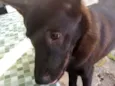 Apolo