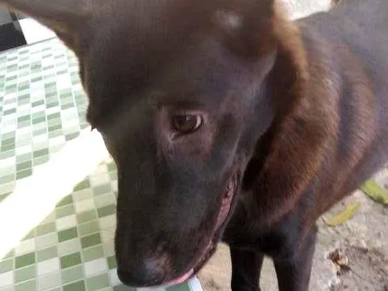 Cachorro ra a Chow chow  misturado com  labrador  idade 7 a 11 meses nome Apolo