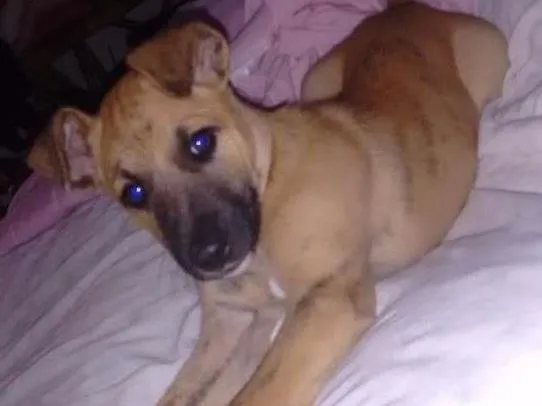 Cachorro ra a Labrador com raça indefinida idade Abaixo de 2 meses nome Akira