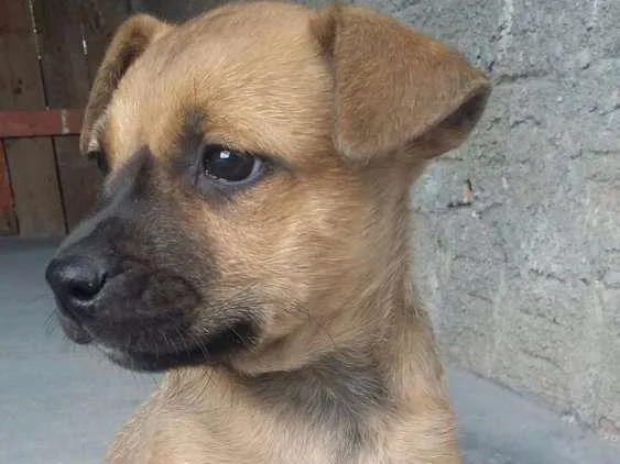 Cachorro ra a Raça não definida idade Abaixo de 2 meses nome Sem nome por enquanto