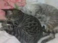 belinha e clara