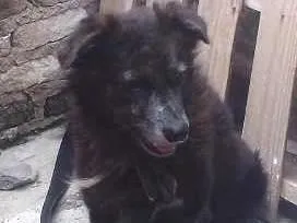 Cachorro raça mistiço idade 4 anos nome Beethoven