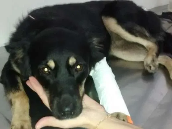Cachorro ra a mertiça idade 1 ano nome Baby