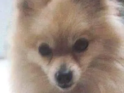 Cachorro ra a Spitz Alemão idade 3 anos nome Athos GRATIFICA