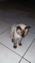 Leão 