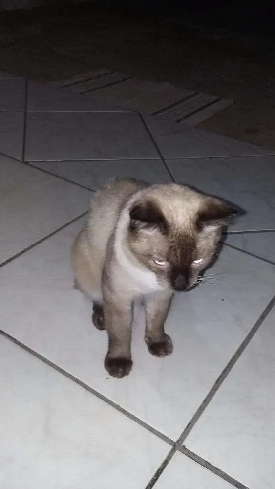 Gato ra a Siamês  idade 7 a 11 meses nome Leão 