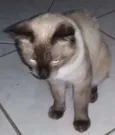 Leão 