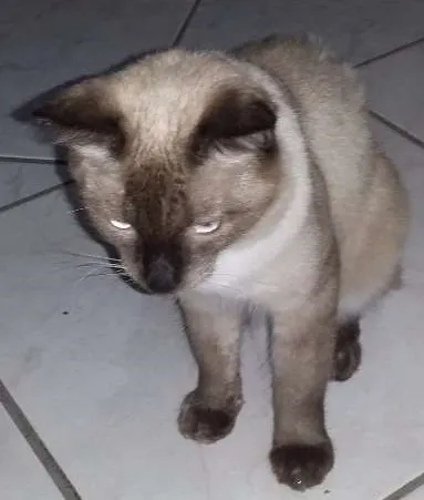 Gato ra a Siamês  idade 7 a 11 meses nome Leão 
