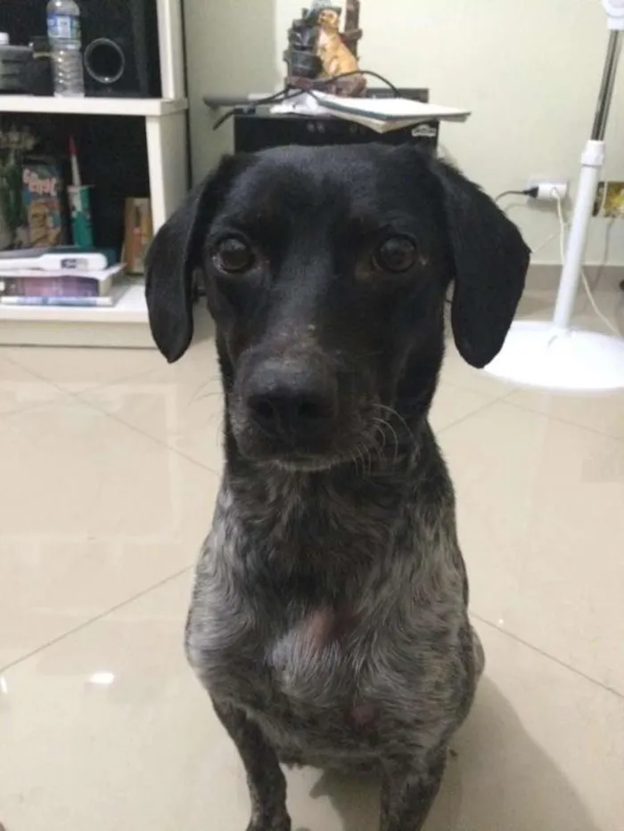 Cachorro ra a SRD idade 2 anos nome Julie