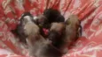 Cachorrinhos