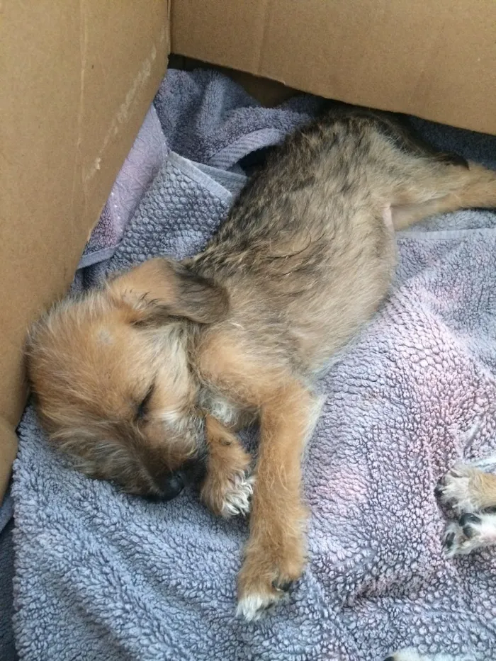 Cachorro ra a SRD idade 2 a 6 meses nome Fred e Daphne