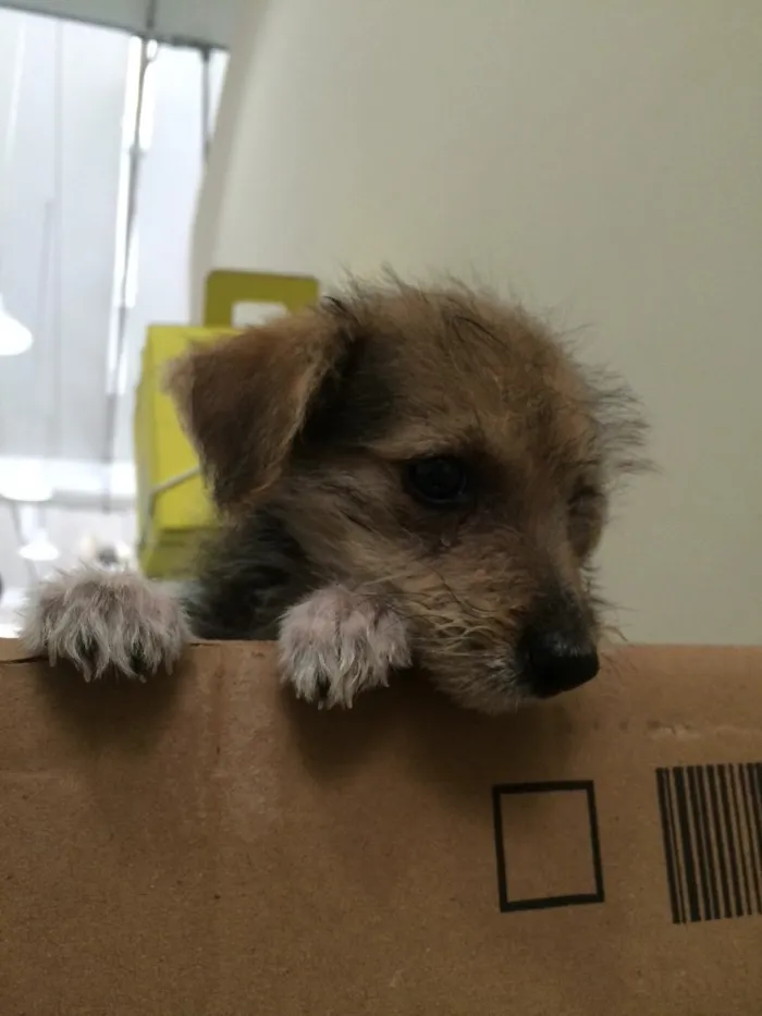 Cachorro ra a SRD idade 2 a 6 meses nome Fred e Daphne