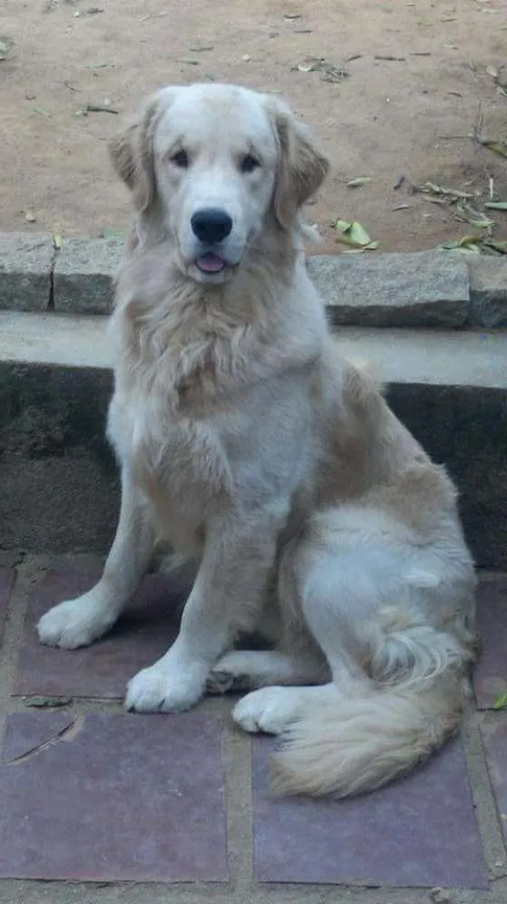 Cachorro ra a Golden idade 1 ano nome Marley