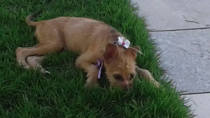 Cachorro raça mestiça idade 7 a 11 meses nome Mel