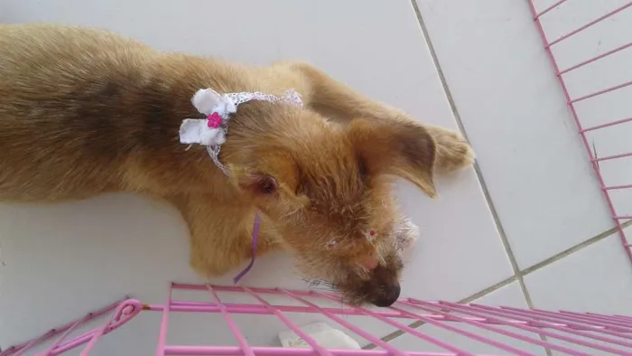 Cachorro raça mestiça idade 7 a 11 meses nome Mel