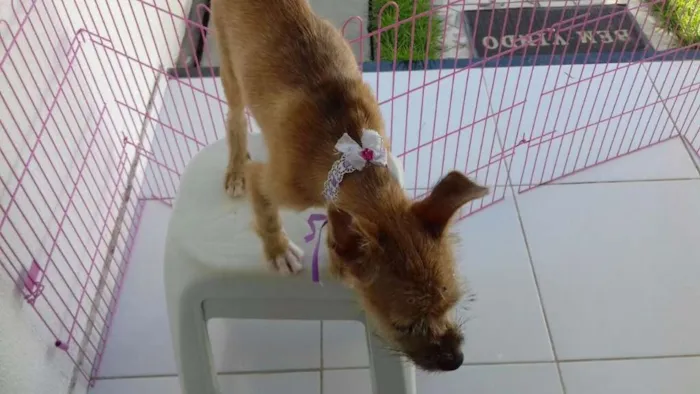Cachorro raça mestiça idade 7 a 11 meses nome Mel