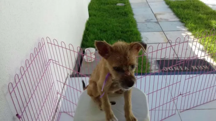 Cachorro raça mestiça idade 7 a 11 meses nome Mel