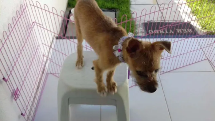 Cachorro raça mestiça idade 7 a 11 meses nome Mel