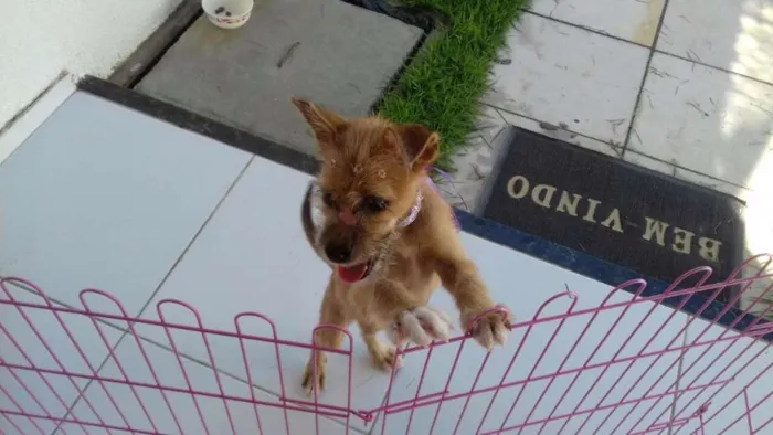 Cachorro raça mestiça idade 7 a 11 meses nome Mel