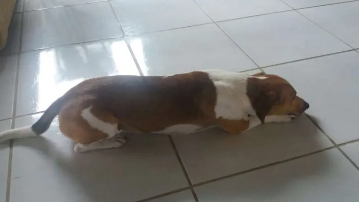 Cachorro ra a Raça indefinida idade 2 anos nome Bela