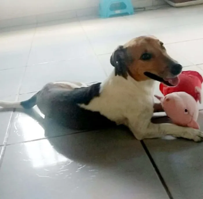 Cachorro ra a Raça indefinida idade 2 anos nome Bela