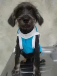 roberto