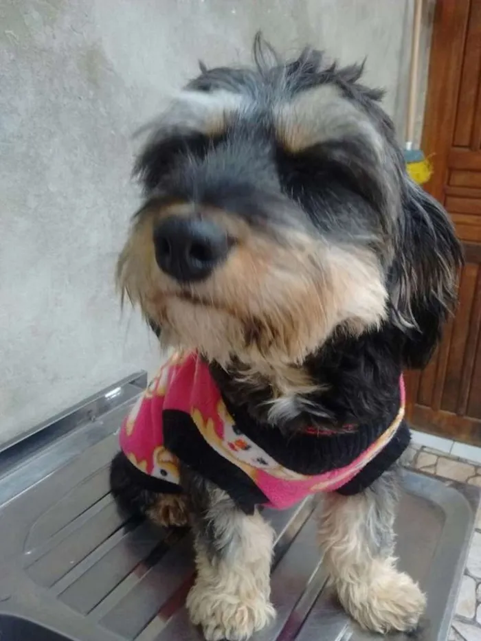 Cachorro ra a srd idade 1 ano nome tina