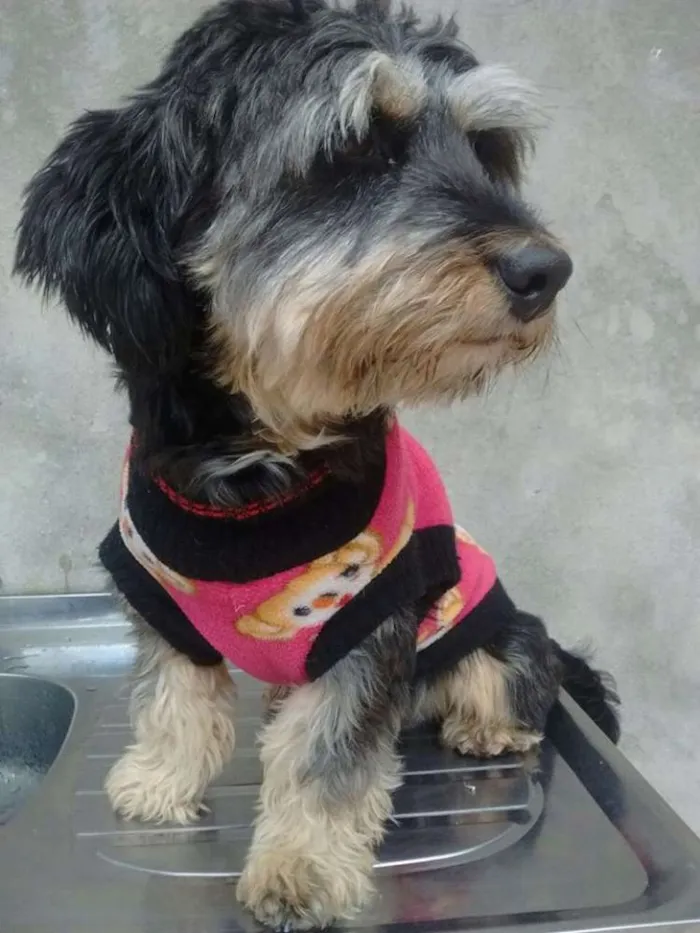 Cachorro ra a srd idade 1 ano nome tina