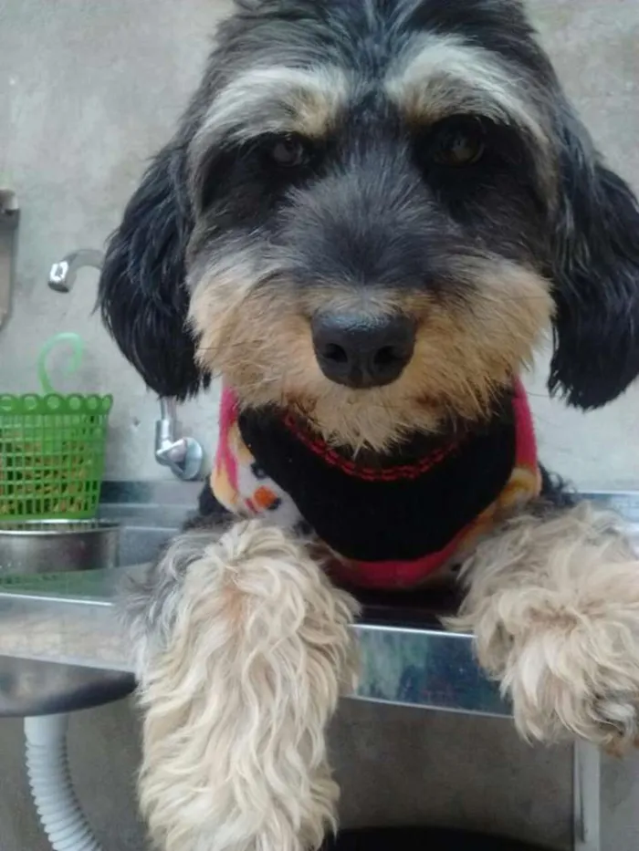 Cachorro ra a srd idade 1 ano nome tina