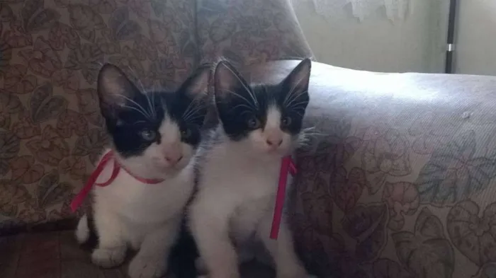 Gato ra a srd idade 2 a 6 meses nome bebel solan
