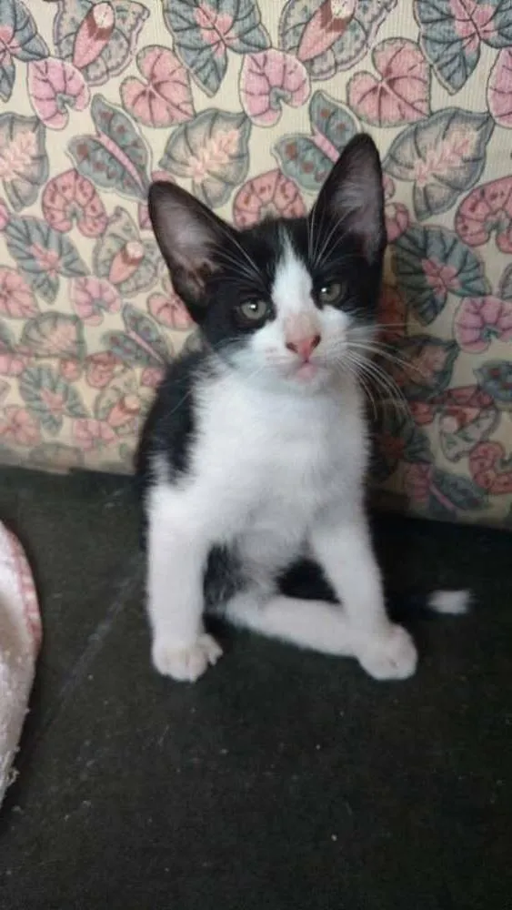 Gato ra a srd idade 2 a 6 meses nome bebel solan