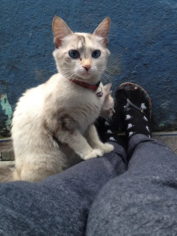 Gato ra a Indefinida idade  nome Mel e Belynha