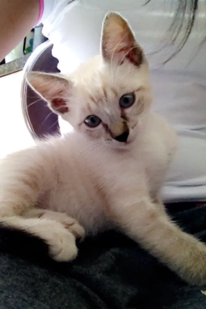 Gato ra a Indefinida idade  nome Mel e Belynha