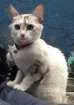 Gato raça Indefinida idade  nome Mel e Belynha