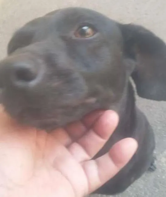 Cachorro ra a basset,vira latas idade 3 anos nome Pepe