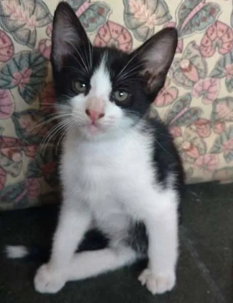 Gato ra a srd idade 2 a 6 meses nome bebel solan