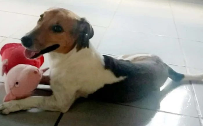 Cachorro ra a Raça indefinida idade 2 anos nome Bela